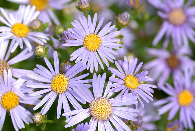 Aster amellus